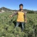红松苗（果松苗）产地直发量大从优诚信经营一手货源欢迎电联