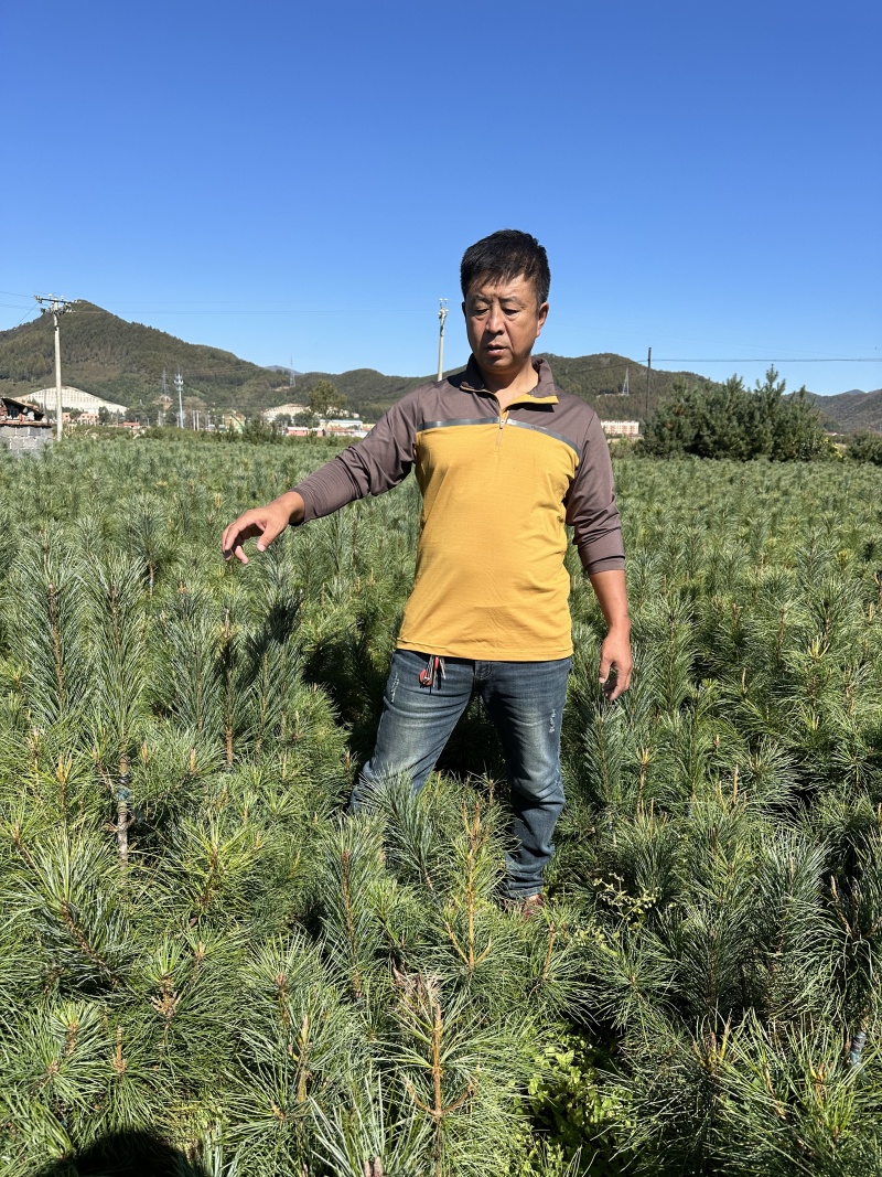 红松苗（果松苗）产地直发量大从优诚信经营一手货源欢迎电联