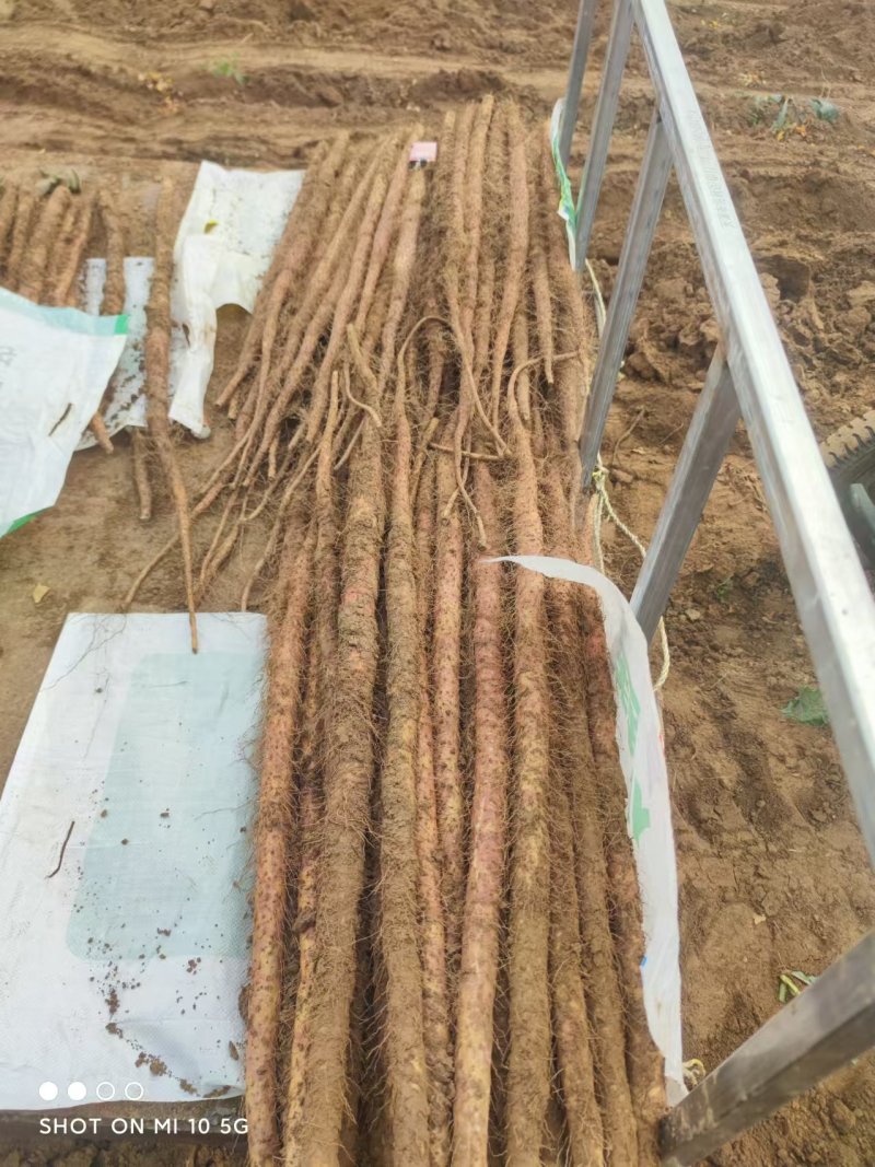 红皮铁棍麻山药大量供应口感面甜营养高