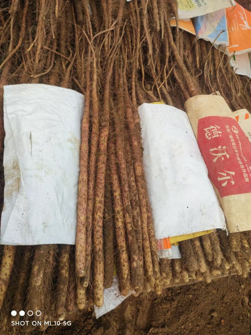 红皮铁棍麻山药大量供应口感面甜营养高