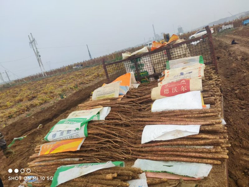 红皮铁棍麻山药大量供应口感面甜营养高