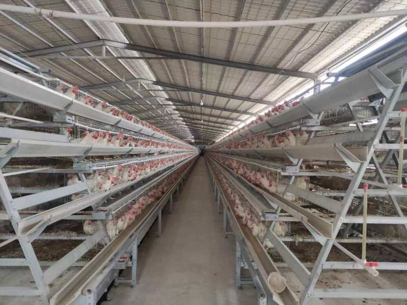 精品土鸡蛋，养鸡场一手货源，品质保证，价格便宜