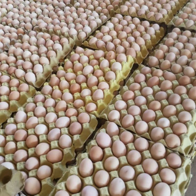 精品土鸡蛋，养鸡场一手货源，品质保证，价格便宜