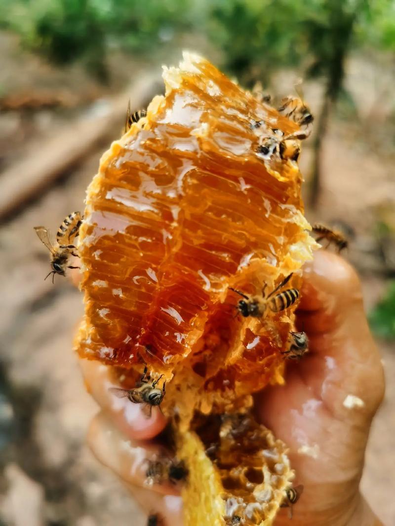 河南土蜂蜜口味醇厚，自产自销，买三送二，欢迎电话联系