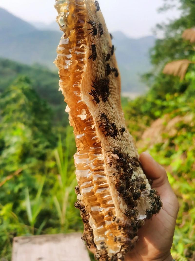 河南土蜂蜜口味醇厚，自产自销，买三送二，欢迎电话联系