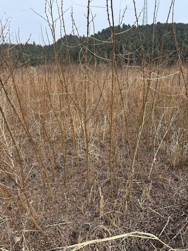刺槐苗产地直发量大从优诚信经营一手货源欢迎电联