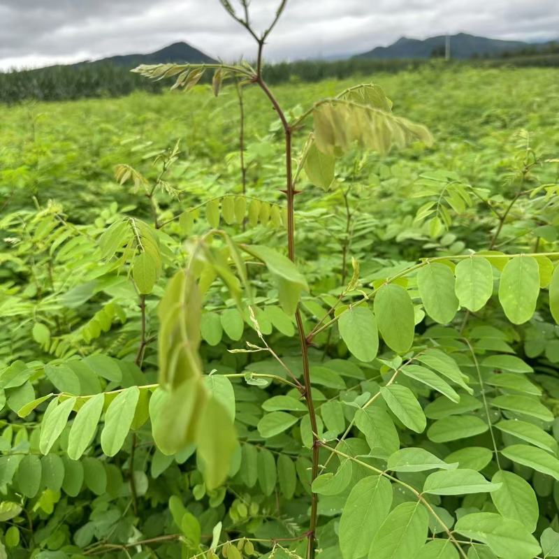 刺槐苗产地直发量大从优诚信经营一手货源欢迎电联