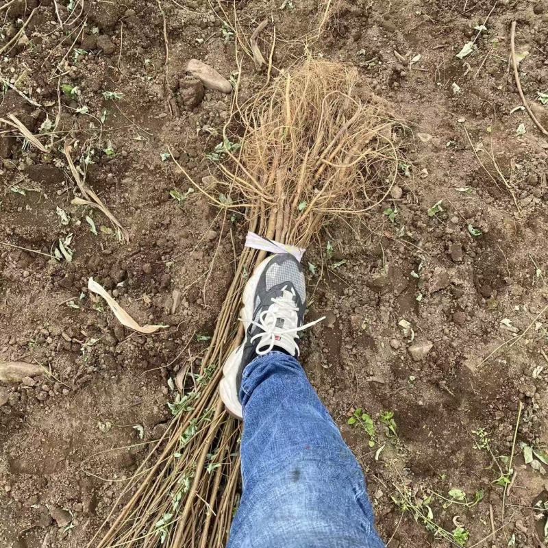 刺槐苗产地直发量大从优诚信经营一手货源欢迎电联