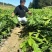 蒙古栎苗（辽东栎苗）产地直发量大从优诚信经营一手货源