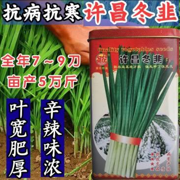 许昌冬韭韭菜种子籽宽叶大叶全年不无休眠韭菜种子