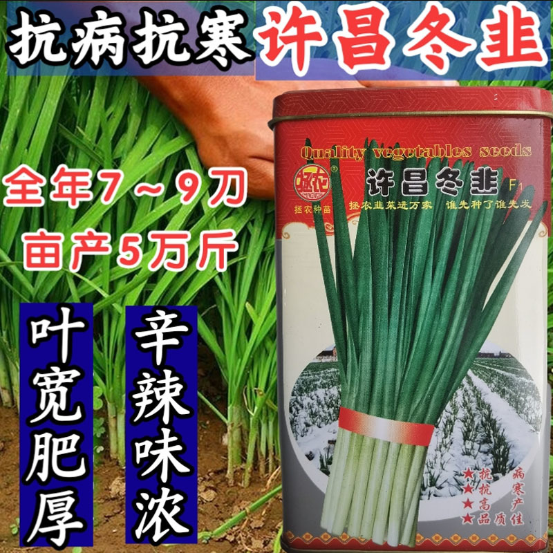 许昌冬韭韭菜种子籽宽叶大叶全年不无休眠韭菜种子
