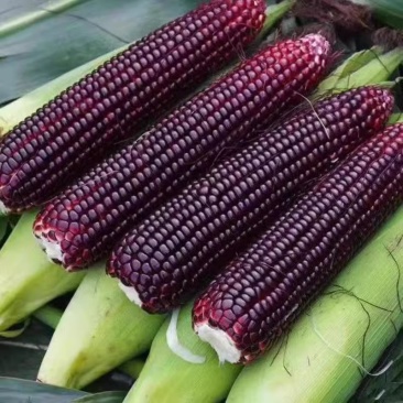 新鲜黑糯玉米5斤现摘当季整箱黑甜糯玉米苞谷嫩玉米棒子蔬菜