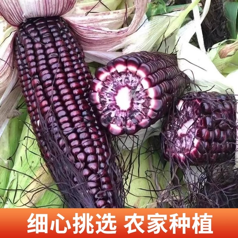 新鲜黑糯玉米5斤现摘当季整箱黑甜糯玉米苞谷嫩玉米棒子蔬菜