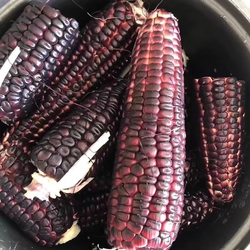 新鲜黑糯玉米5斤现摘当季整箱黑甜糯玉米苞谷嫩玉米棒子蔬菜