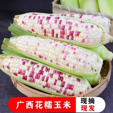 新鲜现摘花糯玉米5斤当季蔬菜香甜糯水果玉米嫩玉米棒