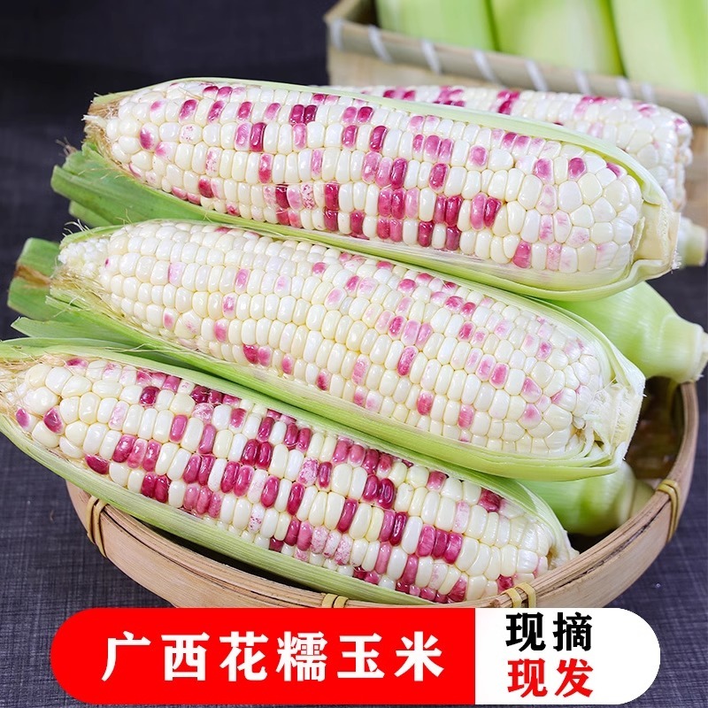 新鲜现摘花糯玉米5斤当季蔬菜香甜糯水果玉米嫩玉米棒