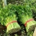 芹菜60cm以上西芹大量上市欢迎电话联系沟通