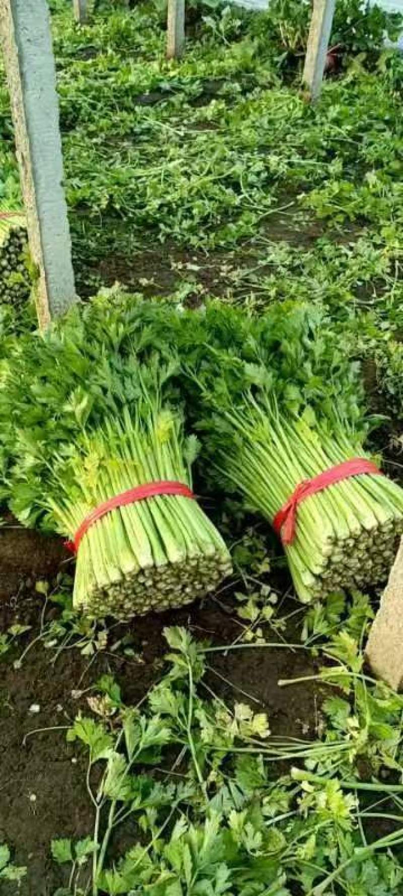 芹菜60cm以上西芹大量上市欢迎电话联系沟通