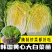 白菜苗黄心大白菜苗耐寒耐热基地直发成活率高品种纯正假一赔十