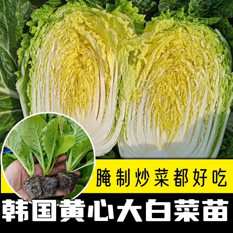 白菜苗黄心大白菜苗耐寒耐热基地直发成活率高品种纯正假一赔十