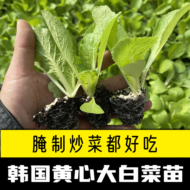 白菜苗黄心大白菜苗耐寒耐热基地直发成活率高品种纯正假一赔十