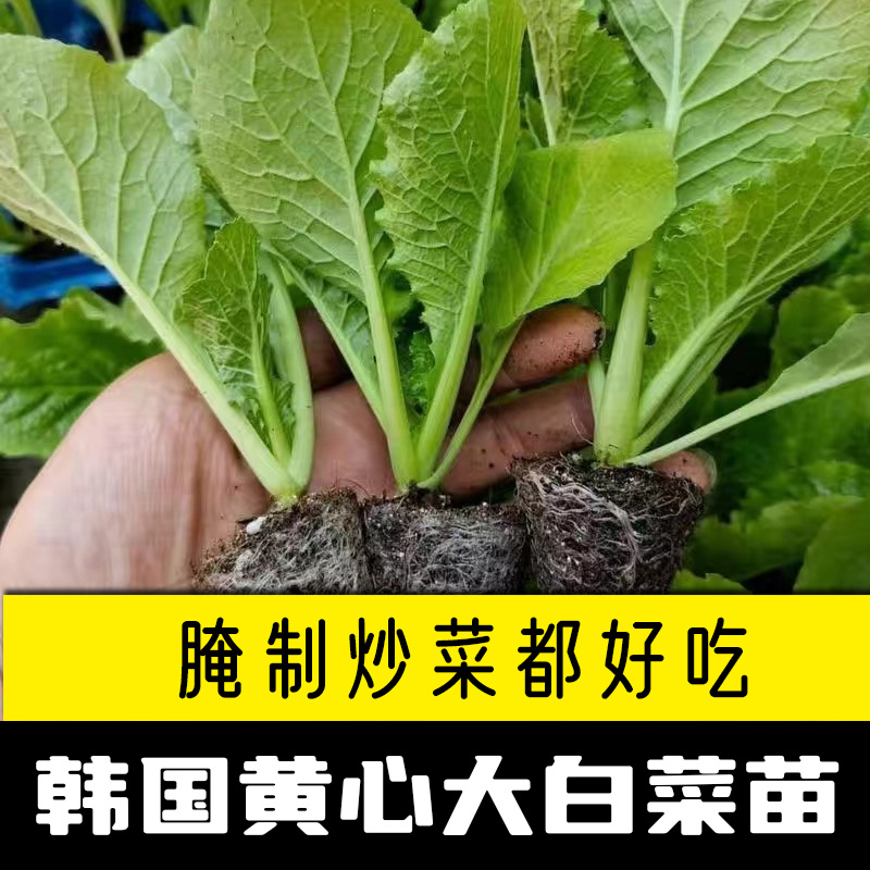 白菜苗黄心大白菜苗耐寒耐热基地直发成活率高品种纯正假一赔十