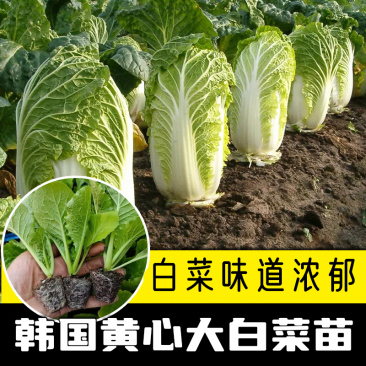 白菜苗黄心大白菜苗耐寒耐热基地直发成活率高品种纯正假一赔十