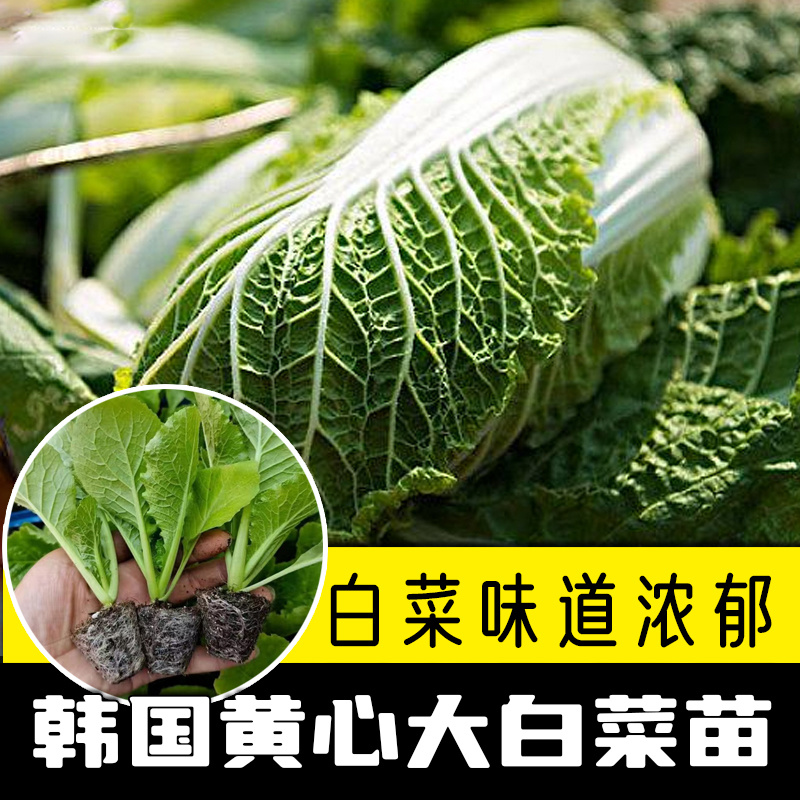 白菜苗黄心大白菜苗耐寒耐热基地直发成活率高品种纯正假一赔十