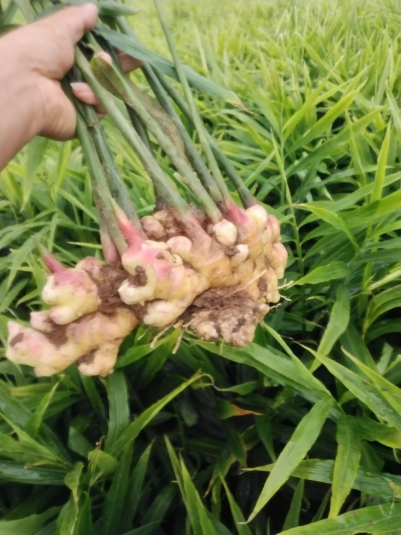 小黄姜云南红河生姜产地直发品质保障坏烂包赔