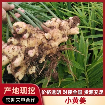 小黄姜云南红河生姜产地直发品质保障坏烂包赔