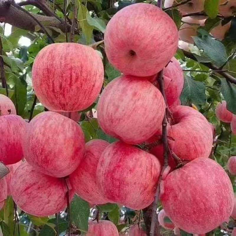 山东红富士大量现货欢迎咨询