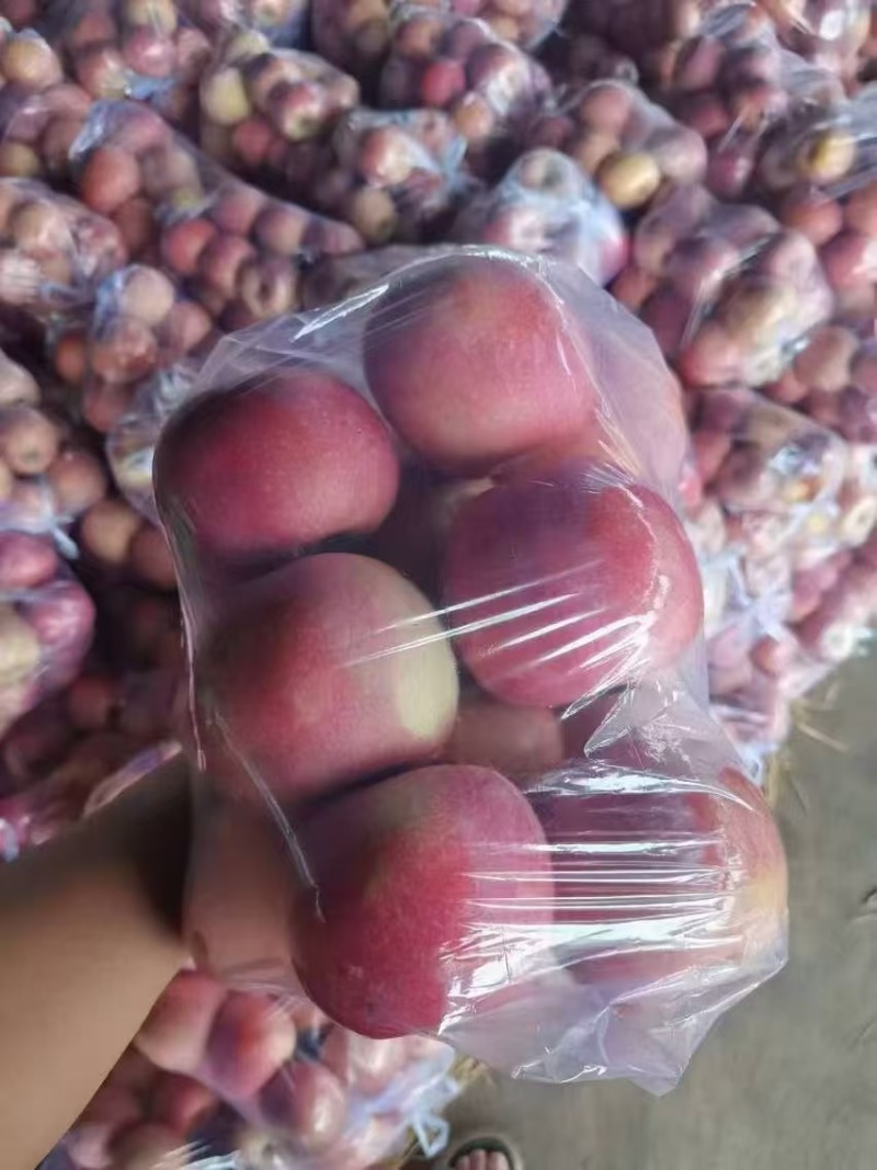 山东红富士大量现货欢迎咨询