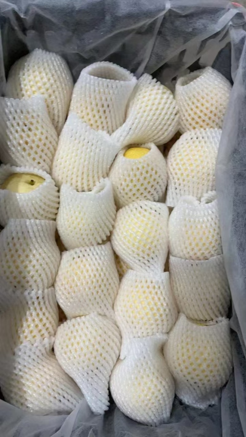 山东莱西正宗秋月梨现摘现发大量现货欢迎咨询！