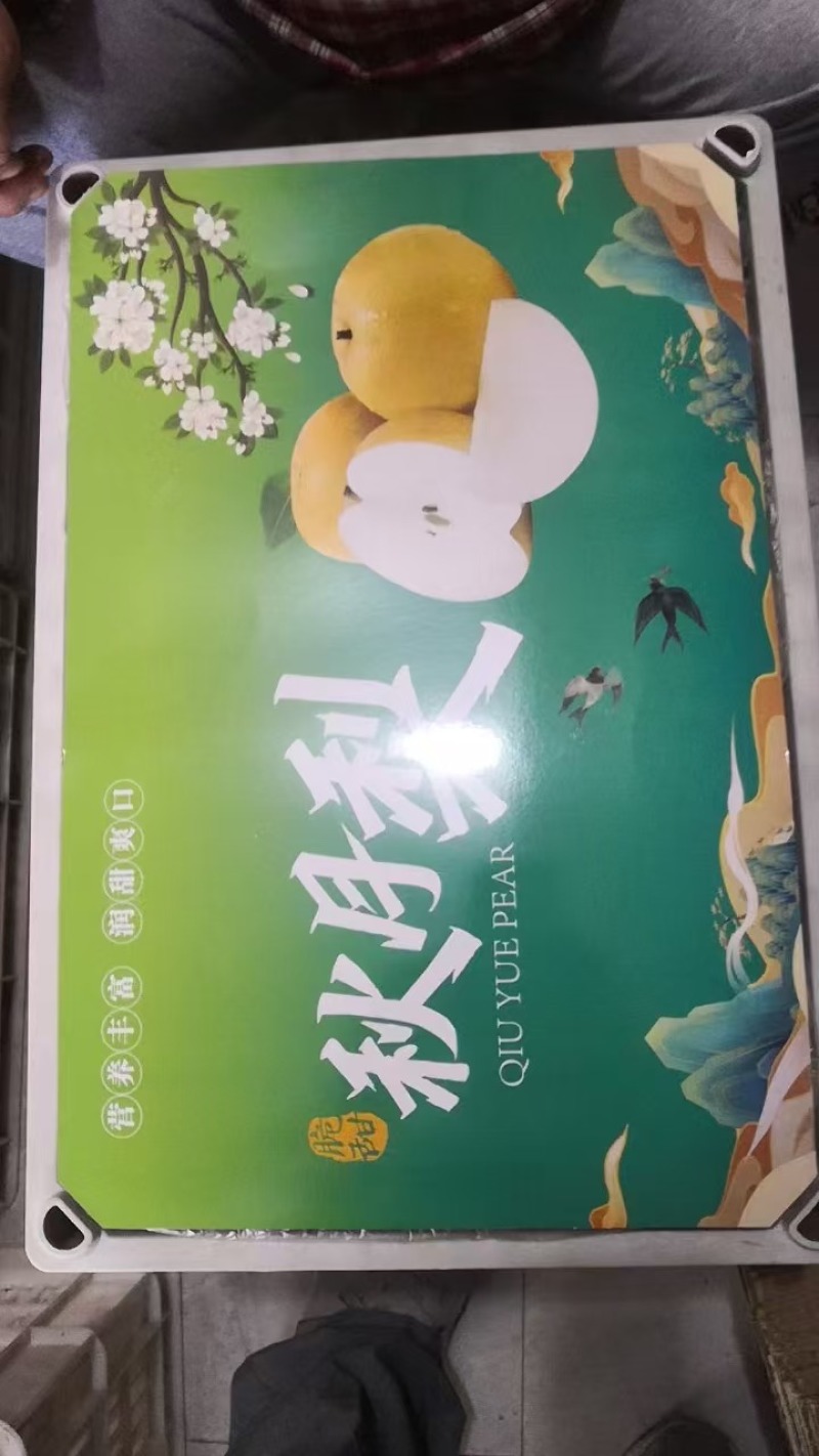 山东莱西秋月、元黄、丰水、黄金梨大量上市
