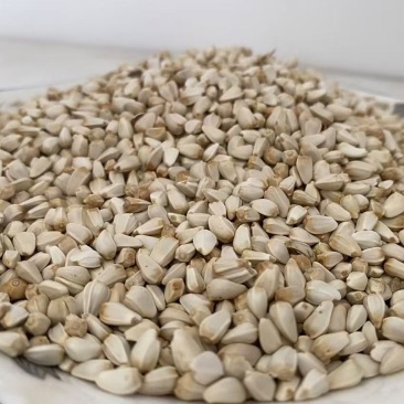 红花籽可榨油可种植现货供应质量保证