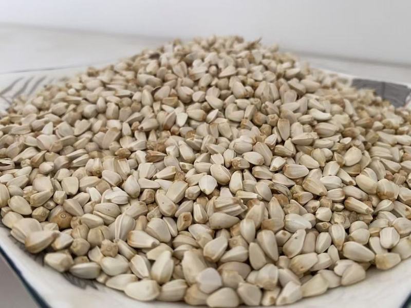 红花籽可榨油可种植现货供应质量保证