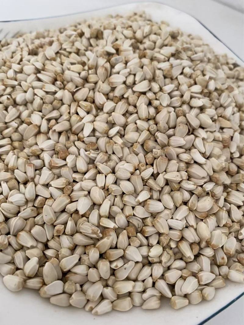 红花籽可榨油可种植现货供应质量保证