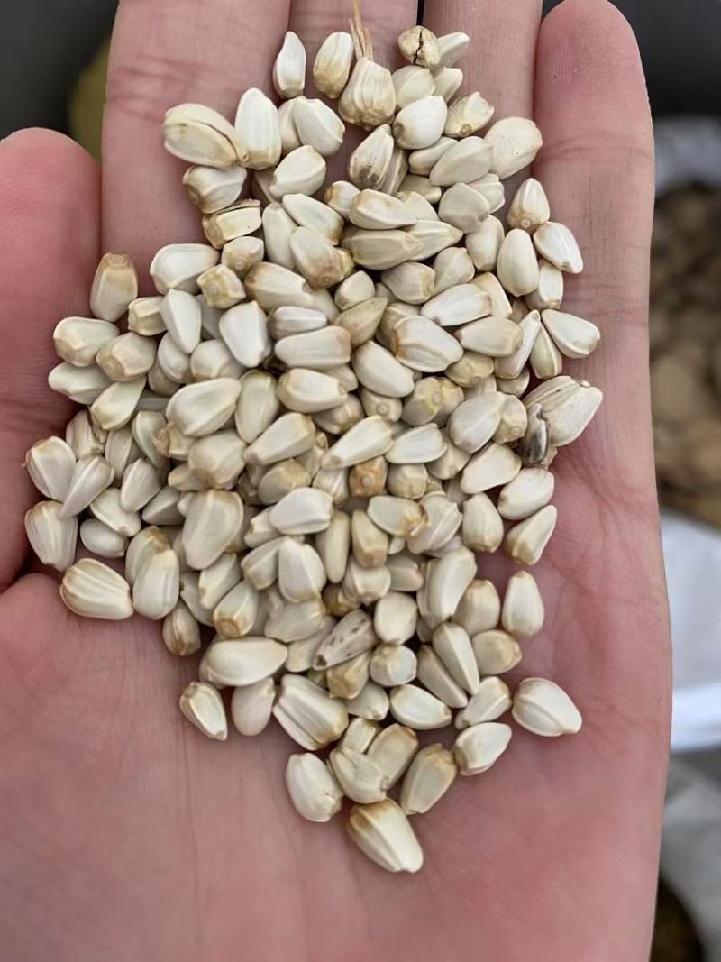 红花籽可榨油可种植现货供应质量保证