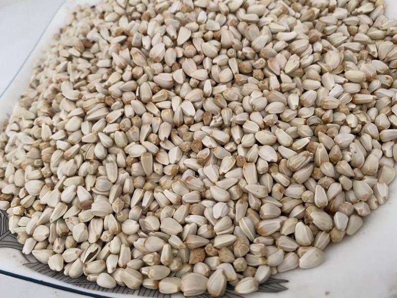 红花籽可榨油可种植现货供应质量保证