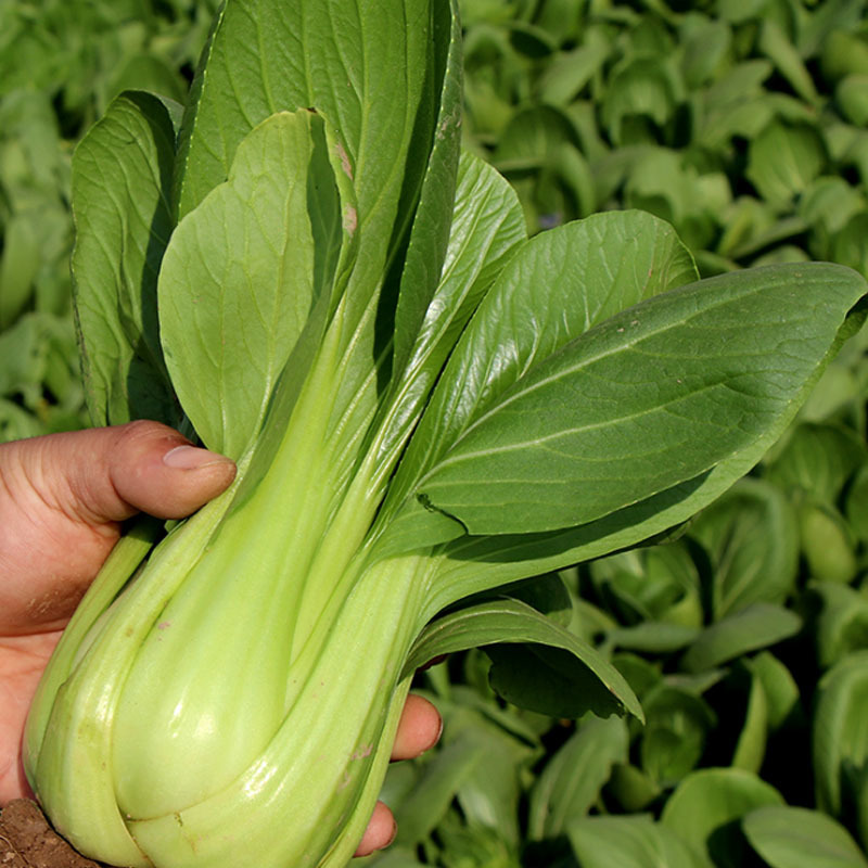 冬王青梗菜种子一代杂交耐寒晚抽苔耐抽苔早春
