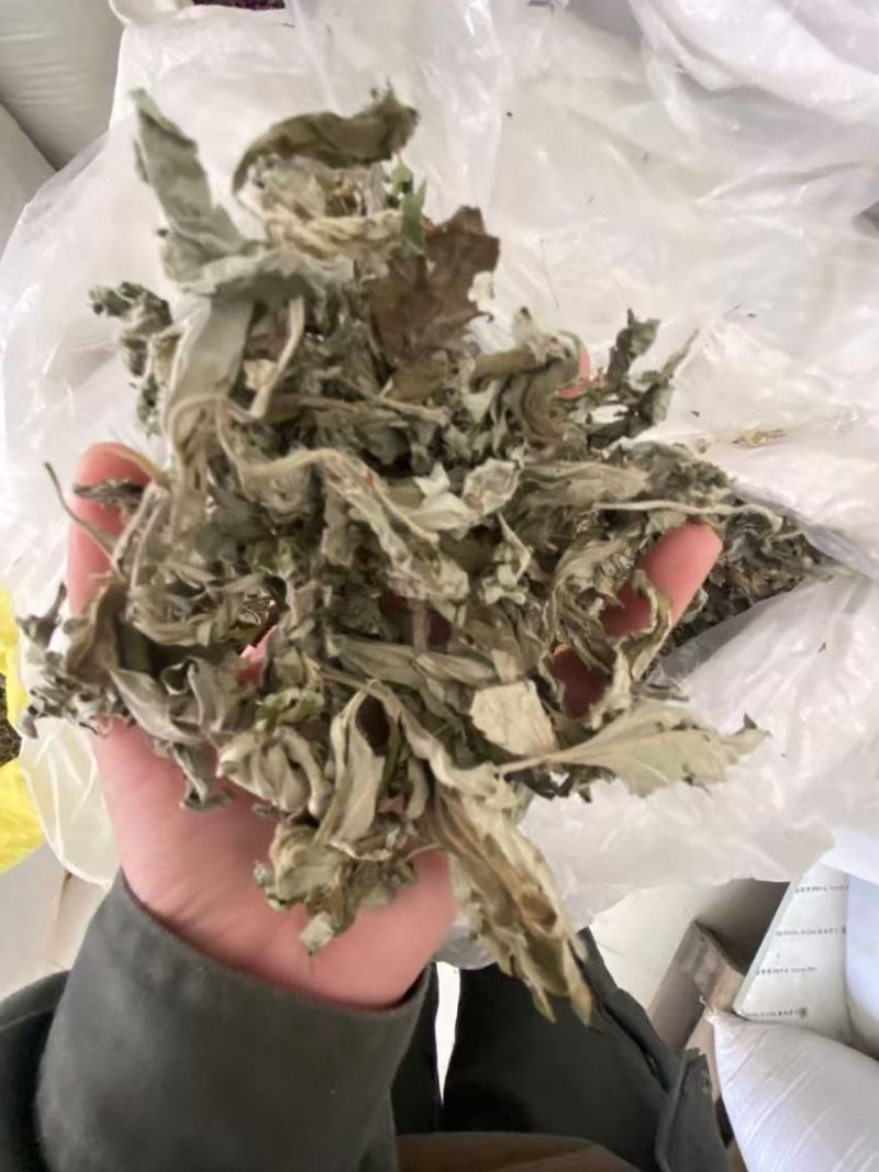 艾叶产品实拍一件代发