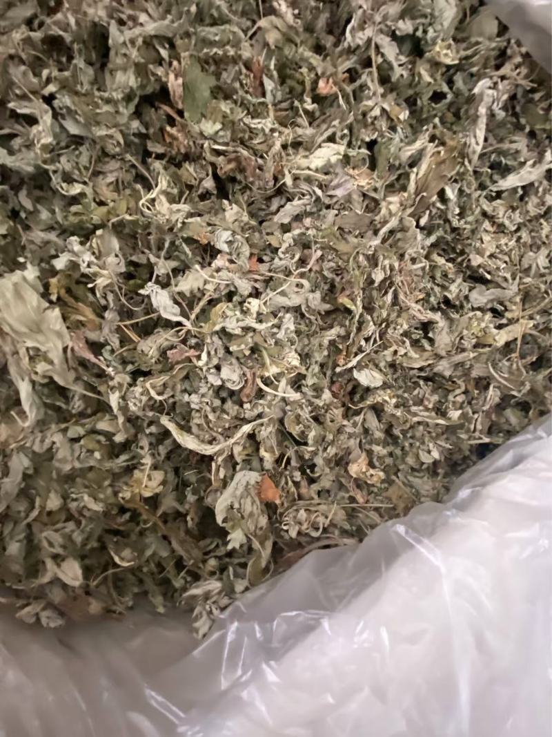 艾叶产品实拍一件代发