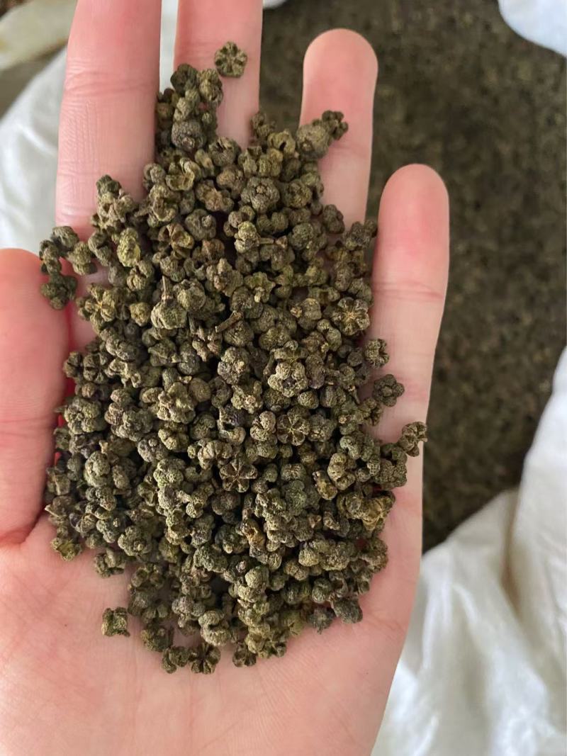 吴茱萸