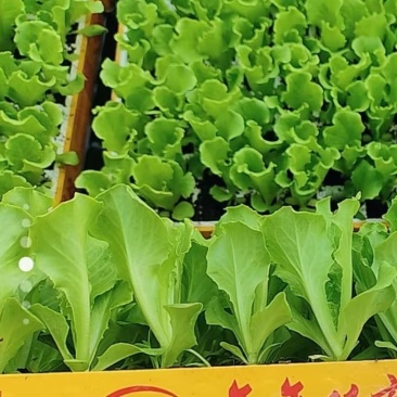 供应绿叶青菜意大利生菜苗育苗基地批发优质生菜苗根系