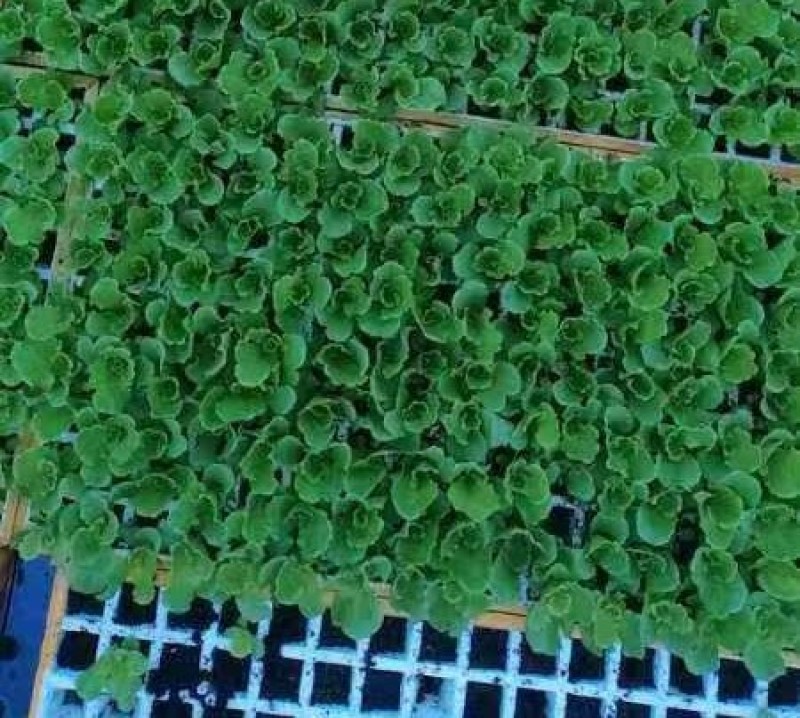 供应绿叶青菜意大利生菜苗育苗基地批发优质生菜苗根系