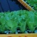 供应绿叶青菜意大利生菜苗育苗基地批发优质生菜苗根系