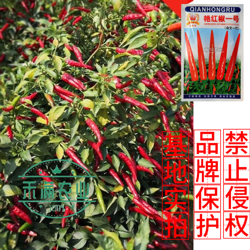 基地优品贵州朝天椒辣椒种子特辣小尖椒小米椒超辣小米椒种子