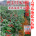 基地优品贵州朝天椒辣椒种子特辣小尖椒小米椒超辣小米椒种子