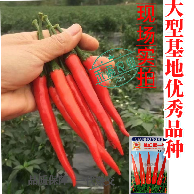 基地优品贵州朝天椒辣椒种子特辣小尖椒小米椒超辣小米椒种子