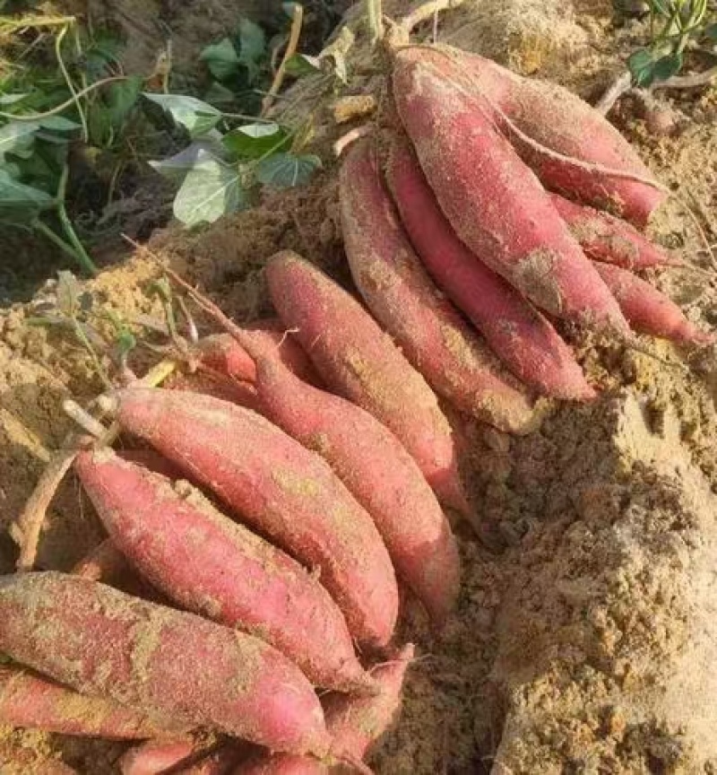 通辽货库存西瓜红大量上市品相好口感佳欢迎联系下单